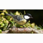 20220427 Kohlmeise 1 DSC07358.jpg